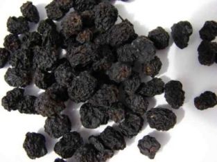 Aronia melanocarpa - Chokeberies